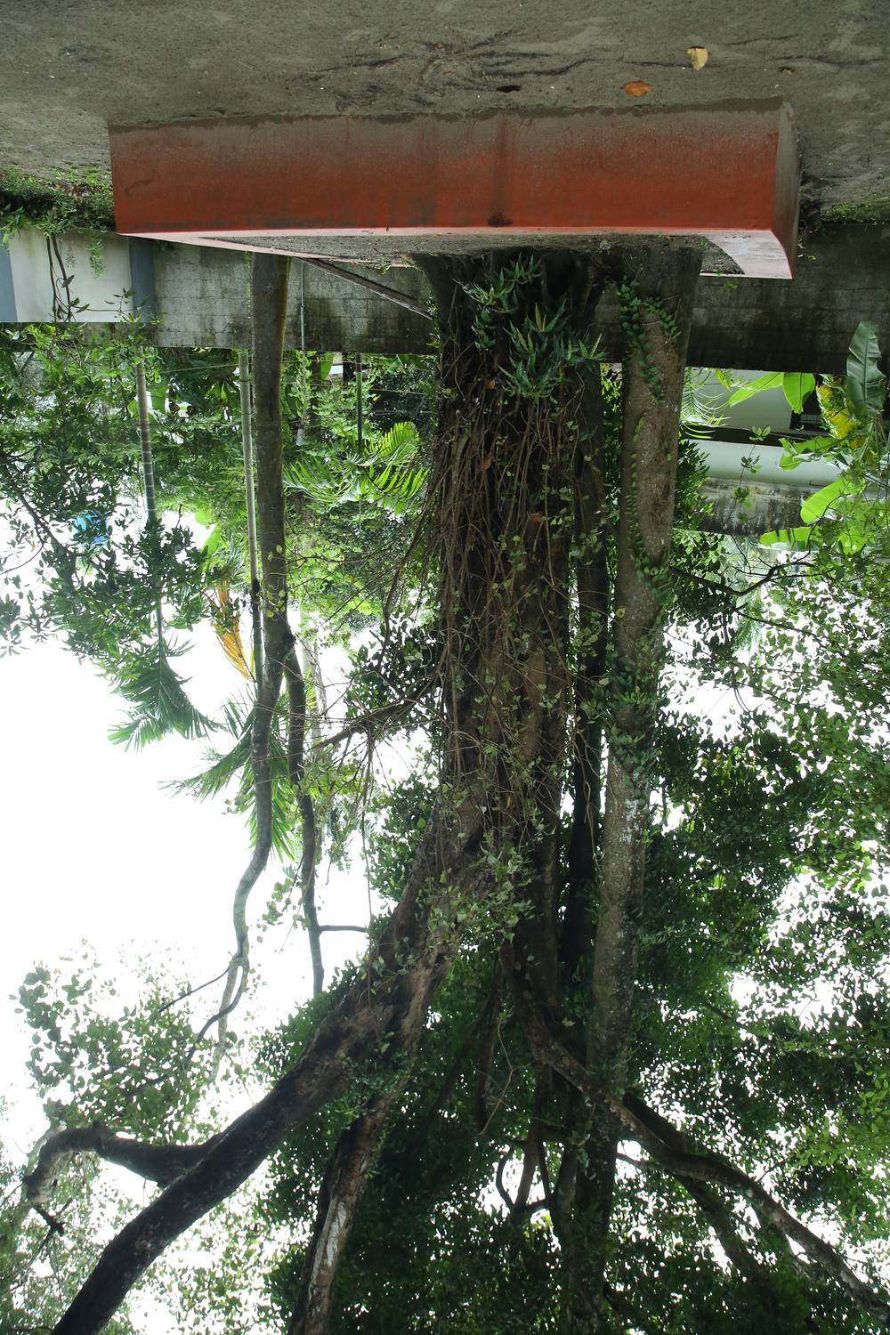 Ancient banyan tree in the temple garden